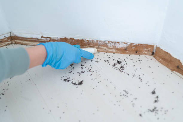 Best Termite Inspection and Treatment  in Quakertown, PA